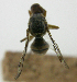  ( - cau01420)  @11 [ ] Unspecified (default): All Rights Reserved (2010) China Agricutural University, Insect Collection China Agricutural University, Insect Collection
