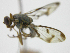  ( - cau01420)  @11 [ ] Unspecified (default): All Rights Reserved (2010) China Agricutural University, Insect Collection China Agricutural University, Insect Collection