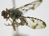  ( - cau01420)  @11 [ ] Unspecified (default): All Rights Reserved (2010) China Agricutural University, Insect Collection China Agricutural University, Insect Collection