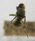  ( - cau01421)  @11 [ ] Unspecified (default): All Rights Reserved (2010) China Agricutural University, Insect Collection China Agricutural University, Insect Collection