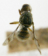  ( - cau01421)  @11 [ ] Unspecified (default): All Rights Reserved (2010) China Agricutural University, Insect Collection China Agricutural University, Insect Collection