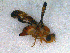  (Merzomyia - DNA 20080802-03)  @12 [ ] Copyright (2010) Unspecified NCB Naturalis