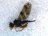  (Dictyotrypeta - DNA 20081101-03)  @13 [ ] Copyright (2010) Unspecified NCB Naturalis