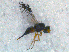  (Trupanea cf. metoeca - DNA 20081101-05)  @12 [ ] Copyright (2010) Unspecified NCB Naturalis