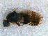  ( - DNA 20081223-01)  @12 [ ] Copyright (2010) Unspecified NCB Naturalis