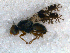 (Tephritis separata - DNA 20081223-04)  @12 [ ] Copyright (2010) Unspecified NCB Naturalis