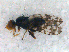 (Campiglossa producta - DNA 20081223-09)  @13 [ ] Copyright (2010) Unspecified NCB Naturalis