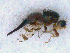  ( - DNA 20090522-01 a)  @11 [ ] Copyright (2010) Unspecified NCB Naturalis