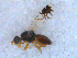  ( - DNA 20090522-07N)  @11 [ ] Copyright (2010) Unspecified NCB Naturalis