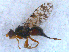  (Tephritis matricariae - DNA 20090522-10N)  @13 [ ] Copyright (2010) Unspecified NCB Naturalis