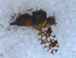  ( - DNA 20090522-28)  @12 [ ] Copyright (2010) Unspecified NCB Naturalis