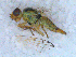  ( - DNA 20090522-46)  @12 [ ] Copyright (2010) Unspecified NCB Naturalis