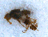  ( - DNA 20090610-28)  @12 [ ] Copyright (2010) Unspecified NCB Naturalis