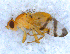  ( - DNA 20090612-04)  @14 [ ] Copyright (2010) Unspecified NCB Naturalis