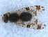  ( - DNA 20090612-08)  @15 [ ] Copyright (2010) Unspecified NCB Naturalis
