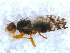  ( - DNA 20090612-11)  @13 [ ] Copyright (2010) Unspecified NCB Naturalis
