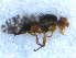  ( - DNA 20090612-15)  @11 [ ] Copyright (2010) Unspecified NCB Naturalis