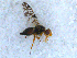  ( - DNA 20090612-17)  @13 [ ] Copyright (2010) Unspecified NCB Naturalis