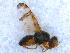  ( - DNA 20090613-08)  @11 [ ] Copyright (2010) Unspecified NCB Naturalis