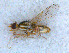  ( - DNA 20090613-15)  @13 [ ] Copyright (2010) Unspecified NCB Naturalis