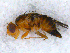  (Oxyna - DNA 20090619-03)  @15 [ ] Copyright (2010) Unspecified NCB Naturalis