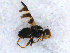  ( - DNA 20090620-10)  @11 [ ] Copyright (2010) Unspecified NCB Naturalis