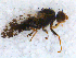  (Campiglossa misella - DNA 20090620-16)  @13 [ ] Copyright (2010) Unspecified NCB Naturalis