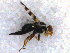  ( - DNA 20090622-09)  @12 [ ] Copyright (2010) Unspecified NCB Naturalis