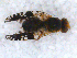 (Tephritis cf. heliophila - DNA 20090622-10)  @14 [ ] Copyright (2010) Unspecified NCB Naturalis