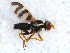  ( - DNA 20090624-01)  @13 [ ] Copyright (2010) Unspecified NCB Naturalis