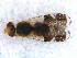  (Tephritis formosa - DNA 20090624-06)  @14 [ ] Copyright (2010) Unspecified NCB Naturalis