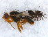  (Tephritis heliophila - DNA 20090625-04)  @13 [ ] Copyright (2010) Unspecified NCB Naturalis