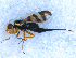  ( - DNA 20090627-11)  @12 [ ] Copyright (2010) Unspecified NCB Naturalis