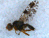  (Tephritis crepidis - DNA 20090628-01)  @12 [ ] Copyright (2010) Unspecified NCB Naturalis