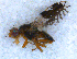  ( - DNA 20090629-02)  @13 [ ] Copyright (2010) Unspecified NCB Naturalis