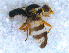  ( - DNA 20090704-35)  @12 [ ] Copyright (2010) Unspecified NCB Naturalis