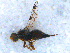  (Tephritis dioscurea - DNA 20090705-13)  @13 [ ] Copyright (2010) Unspecified NCB Naturalis