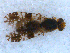  (Tephritis conura - DNA 20090705-25)  @14 [ ] Copyright (2010) Unspecified NCB Naturalis