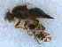  ( - DNA 20090705-26)  @11 [ ] Copyright (2010) Unspecified NCB Naturalis