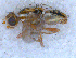  ( - DNA 20090706-15)  @12 [ ] Copyright (2010) Unspecified NCB Naturalis