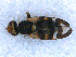  ( - DNA 20090706-28)  @13 [ ] Copyright (2010) Unspecified NCB Naturalis