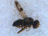  (Tephritis cf. angustipennis - DNA 20090707-05)  @12 [ ] Copyright (2010) Unspecified NCB Naturalis