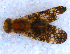  ( - DNA 20090707-36)  @14 [ ] Copyright (2010) Unspecified NCB Naturalis