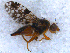  ( - DNA 20090707-49)  @13 [ ] Copyright (2010) Unspecified NCB Naturalis