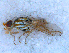  ( - DNA 20090708-21)  @13 [ ] Copyright (2010) Unspecified NCB Naturalis