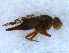  (Tephritis ruralis - DNA 20090708-29)  @15 [ ] Copyright (2010) Unspecified NCB Naturalis