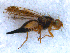  (Acanthiophilus walkeri - DNA 20090715-01)  @13 [ ] Copyright (2010) Unspecified NCB Naturalis