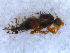  (Tephritis angustipennis - DNA 20090717-05)  @14 [ ] Copyright (2010) Unspecified NCB Naturalis