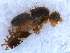  ( - DNA 20090717-19)  @12 [ ] Copyright (2010) Unspecified NCB Naturalis