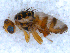  ( - DNA 20090721-02)  @12 [ ] Copyright (2010) Unspecified NCB Naturalis